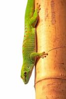 Madagaskar Riesentag Gecko (Phelsuma Grandis) foto