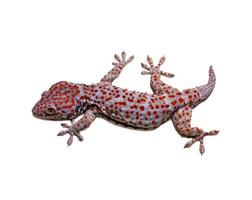 Gecko (gekkonidae) foto