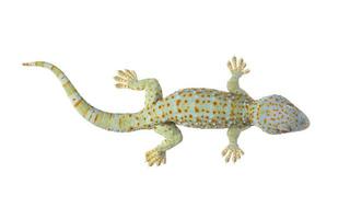 Tokay Gecko foto