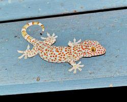Gecko (gekkonidae) foto