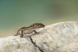Gecko-Eidechse auf Felsen foto