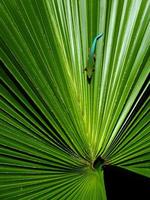 Gecko auf Palmenblatt