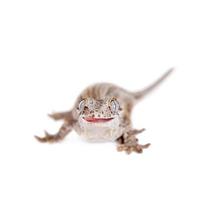 der Wasserspeier, neuer kaledonischer holpriger Gecko auf Weiß