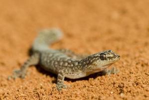 Gecko sitzt in der Sandwüste foto