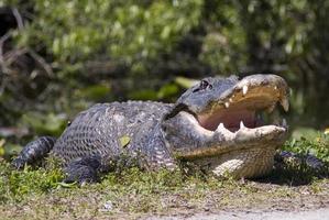 großer Alligator im niedrigen Winkel