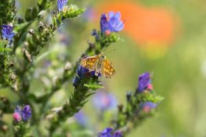 Skipper Schmetterling, Hesperiidae auf Blueweed foto