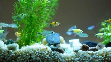 die schönen Fische, die im Pool schwimmen foto