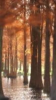 der schöne waldblick auf das wasser im herbst foto