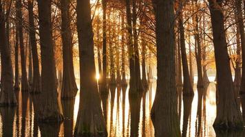 der schöne waldblick auf das wasser im herbst foto