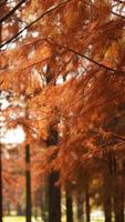 der schöne waldblick auf das wasser im herbst foto