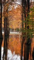 der schöne waldblick auf das wasser im herbst foto