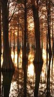 der schöne waldblick auf das wasser im herbst foto