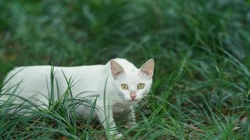 die süße katze mit den runden augen und dem schönen gesicht foto