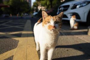 die süße katze mit den runden augen und dem schönen gesicht foto