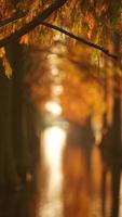 der schöne waldblick auf das wasser im herbst foto