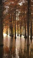 der schöne waldblick auf das wasser im herbst foto