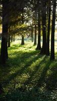 die schöne Waldlandschaft mit den geraden Bäumen und dem warmen Sonnenlicht im Herbst foto