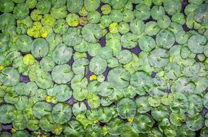 Draufsicht auf ein Lotusblatt auf einem Teich mit Hintergrund foto