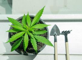 In Töpfen angebaute Cannabispflanzen, die in klimatisierten Räumen wachsen, sich um das Konzept der Cannabispflanzen kümmern. foto
