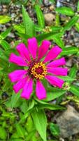 schöne bunte Rosen im Garten foto