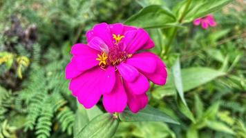 schöne Blumen, die im Garten blühen foto