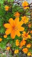 schöne bunte Rosen im Garten foto