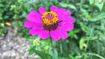 schöne bunte Rosen im Garten foto