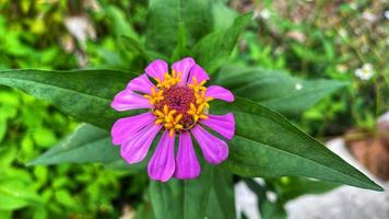 schöne bunte Rosen im Garten foto