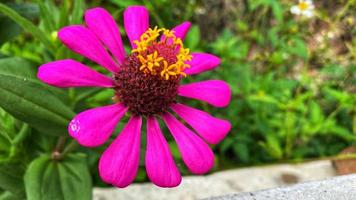 schöne bunte Rosen im Garten foto