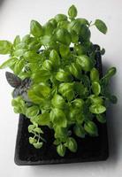 Mikrogrün. Basilikumgrün. close-up.green junge Pflanzensprossen auf weißem Hintergrund foto