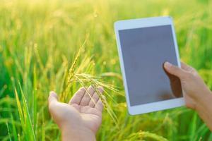 Reisgarben in den Händen einer Bäuerin, einer agronomischen Bäuerin mit einem digitalen Tablet-Computer, Bokeh von Tautropfen auf einem Reiskorn auf einem Feld am Morgen. Weicher Fokus. foto