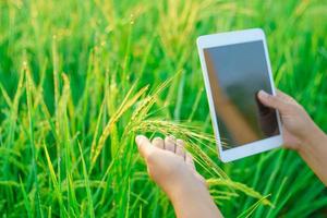 Reisgarben in den Händen einer Bäuerin, einer agronomischen Bäuerin mit einem digitalen Tablet-Computer, Bokeh von Tautropfen auf einem Reiskorn auf einem Feld am Morgen. Weicher Fokus. foto