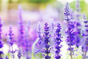 Bunte Lavendelblüten im Garten foto