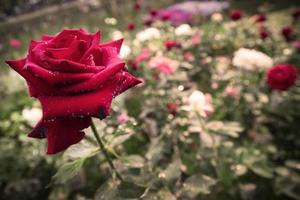 frisch blühende Rosen im Garten und natürliches Licht bei Sonnenuntergang. foto