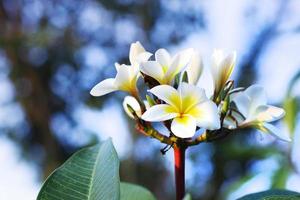 Nahaufnahme von Plumeria-Blumen mit heller Sonnenuntergangnatur. foto