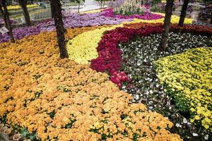 bunte Blumen im Park, Chrysanthemenblume, Ringelblumenblume, Begonienblume. foto