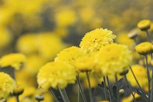 Gelbe Ringelblume und unscharfer Hintergrund mit weichem Fokus im Garten. foto