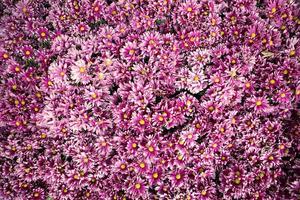 bunte Blumen im Park, Chrysanthemenblume, Ringelblumenblume, Begonienblume. foto
