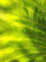grüne blattstruktur, pflanzenabdeckungshintergrund. selektiver fokus und weicher fokus. foto