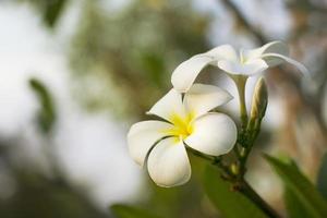 Nahaufnahme von Plumeria-Blumen mit heller Sonnenuntergangnatur. foto