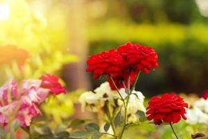schöne rote Rosenblumen im Garten mit heller Natur foto