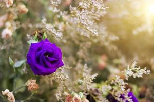 schöne lila rosenblume mit sonnenunterganghintergrund foto