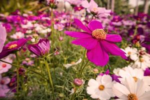 bunte kosmosblume, die im garten blüht. foto