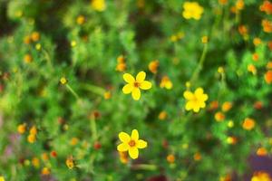 nahaufnahme von bunten kleinen gelben sternblumen mit heller natur und grünem blatt, abdeckungshintergrund. foto