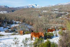 Wildpferde, die auf dem schneebedeckten Hügel fressen foto