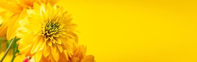 gelbe chrysanthemen und gerberas auf hellem hintergrund. Sommerkonzept. Grußpostkarte. platz für text, bannerformat. foto