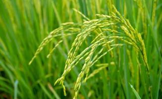 grünes Reisfeld. Reisplantage. Bio-Reisfarm in Asien. Reispreis im Weltmarktkonzept. schöne Natur des Ackerlandes. Reisfeld. Pflanzenanbau. Profi-Foto foto