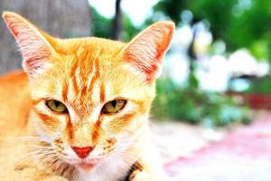 Schöne süße Katze, die etwas und einen weichen, unscharfen Hintergrund mit rechtem Leerzeichen sieht. Nahansicht foto