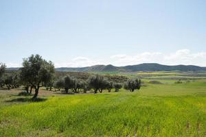 schöne Landschaft im Frühling. grüne Felder, Bäume und blauer Himmel. los cerros park, alcala de henares, madrid foto