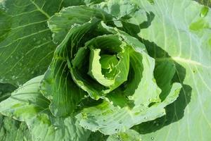 Kohl bereit, im Garten zu ernten foto